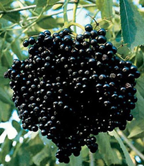 Elderberry Cuttings – 10 Live Sambucus Cuttings for Propagation and Garden Planting
