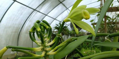 Vanilla Planifolia Cuttings – 12 Inch Live Unrooted Vanilla Orchid Vine Cuttings for Propagation