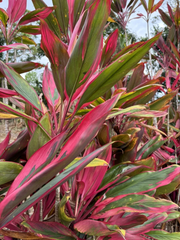 Hawaiian Ti Leaf Cuttings for Planting ā 50 Fresh 6 Inch Starter Logs, Green Pink Red Cordyline