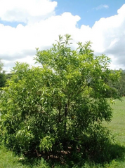 Achacha Fruit Tree Cutting – Garcinia humilis Unrooted Cutting, Exotic Tropical Plant for Propagation, Freshly Harvested Stem
