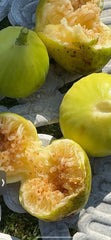 White Marseilles Fig Cuttings - 6 Fresh Cuttings - Hardy to Zone 7 - Ficus carica 'White Marseilles'
