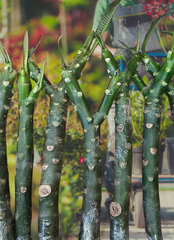 Pink Plumeria Frangipani Cuttings for Planting – 2 Unrooted Tropical Flowering Tree Stems, 10–12 Inch