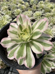 Aeonium Variegated Maybach Cutting 3.5” – Live Succulent Cutting for Planting – Colorful Rosette Starter
