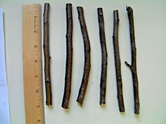 Celeste Fig Tree Cuttings – 40 Live Ficus carica ‘Celeste’ Cuttings, Cold Hardy Fig for Planting