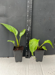 White Bat Flower Tacca integrifolia Small Rooted Starter Plant