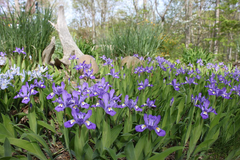 3 Crested Dwarf Iris Plants - Bare Root (Iris cristata) | Organic Perennial Wildflower | Shade-Loving Ground Cover