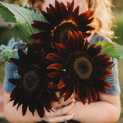 50 Cherry Chocolate Sunflower Seeds | Heirloom Non-GMO | Deep Burgundy Blooms for Pollinators, Gardens, Bouquets & Borders