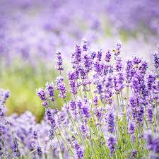 15 Organic Live California Lavender 6" Unrooted Cuttings (Lavandula angustifolia), Fragrant Garden Plant, Ideal for Growing & Propagation