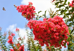 100 Crepe Myrtle Flower Tree Seeds - 6 Bright Colors (Lagerstroemia), Hardy Ornamental Tree, Beautiful Summer Blooms, Colorful Landscape