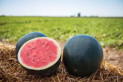 50 Black Diamond Watermelon Seeds | Classic Summer Fruit | Large Sweet Heirloom Variety | Grow Juicy Melons in Garden or Backyard