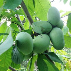 20 Pawpaw Tree Seeds - Asimina triloba | Edible Native Fruit Tree | Indian Banana Seeds for Planting in USDA Zones 5–9