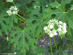 12 Chaya Cuttings Deep Lobed Unrooted 6-8” Long – Edible, Fast-Growing Organic Plant