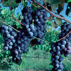 5 Japanese Kyoho Grape Unrooted Cuttings, Vitis labrusca, Sweet Purple Grapes, Easy to Root, Grape Vine Propagation, Rare Fruit Cuttings