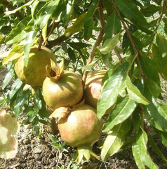 White Pomegranate Cuttings, Punica granatum, 10 Hardwood Stems, 8-10", USDA Zones 8-11