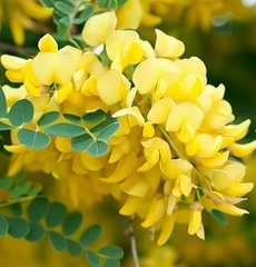 Caragana arborescens Seeds - 25 Count - Siberian Pea Tree - Nitrogen Fixing Shrub - Zone 2-7