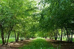 3 Chinese Elm Tree (Lacebark) Rooted Cuttings | Ulmus Parvifolia, Ideal for Bonsai, Hardy, Ornamental Tree for Home & Garden