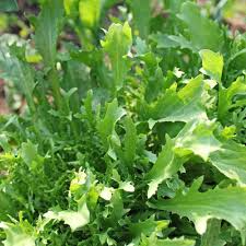 500 mg Seeds Mizuna Spinach Early – Brassica rapa | Heirloom Vegetable for Planting, Fast-Growing Greens, Fresh Harvest
