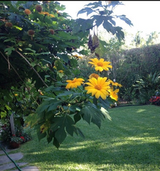 10 Organic Mexican Sunflower (Tithonia diversifolia) Unrooted Cuttings - Perennial, Fast-Growing, Bright Yellow Flowers, Easy to Grow