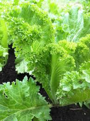 500 Seeds Mustard Southern Giant Curled for Planting (Brassica juncea) - Hearty, Curled Mustard Greens for Home Gardens, Fast-Growing
