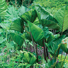 Colocasia esculenta Starter Plant, Elephant Ear, Tea Cup Variety, Small Rooted Plant