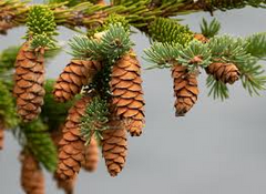 Picea glauca Seeds - 25 Count - White Spruce - Alaska Wild Harvested - Zone 2-6