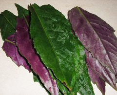 3 Okinawa Spinach Plants - Gynura crepioides | Live Starter Perennial | Edible Garden Green for Warm Climates & Containers