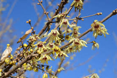 10 Wintersweet Tree Seeds | Chimonanthus praecox | Non-GMO Fragrant Winter Blooms | Bonsai or Ornamental Shrub for Cold Seasons