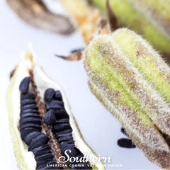 Black Sesame – 100 Seeds