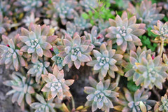 2 Rare Echeveria Ghost Plant Cuttings – 2" to 4" Succulent Rosettes – Unique Pale Pink-Grey Leaves – Easy to Root
