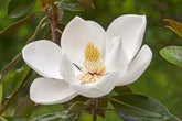 Southern Magnolia Tree (Magnolia grandiflora) | Evergreen Fragrant Flowering Tree | Live Plant | 2.5 Inch Pot