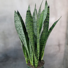 3 Rooted Snake Plants – Sansevieria Zeylanica / Mother-in-Law’s Tongue – Live Indoor Air Purifying Plants in Hawaii Volcanic Soil