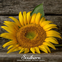 Mammoth Grey Stripe Sunflower – 25 Seeds