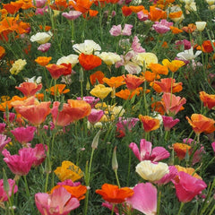 California Poppy, Mission Bells (1/4 lb)