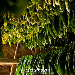 Virginia Gold Tobacco – 500 Seeds