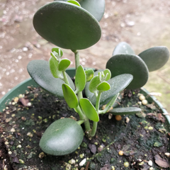 Xerosicyos danguyi Plant, Silver Dollar Vine, 4" Potted Cutting, Succulent Climber, USDA Zones 10-11
