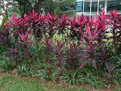 Red Ti Leaf Cuttings (3) - 6 Inch Starter Logs - Cordyline fruticosa - Hawaiian Grown