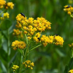 5 Goldenrod Plants - Bare Root Solidago nemoralis | Native Wildflower | Pollinator-Friendly | Monarch Butterfly Plant