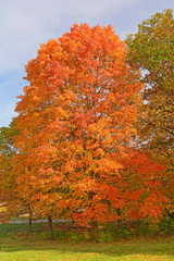 8 Fresh Cut Sugar Maple Tree Unrooted Cuttings - Acer saccharum, Sugar Maple Scions for Grafting, Tree Propagation, Hardy Tree Cuttings