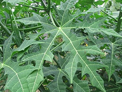 Chaya Cuttings, 3 Live Stems, 6-8", Cnidoscolus aconitifolius, Tropical Spinach Tree, USDA Zones 10-12