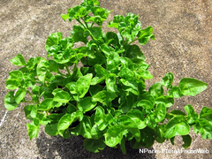 Brazilian Spinach (Sissoo / Samba Lettuce) – 4 Organic 4–5" Edible Cuttings | Alternanthera sissoo
