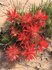 300 Seeds Castilleja angustifolia v. dubia Northwestern Indian Paintbrush – Wildflower for Planting, Red Blooms, Native to North America