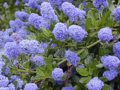 Ceanothus California Lilac Cuttings - 3 Unrooted 6" Stems, Fragrant Blue Blooms, Drought-Tolerant, Nitrogen-Fixing, Zones 8-10, Deer-Resistant