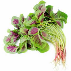 500+ Striped Spinach Seeds | Unique Leafy Green for Salads & Cooking | Colorful Heirloom Variety | Easy Garden Vegetable