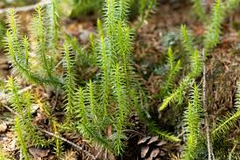 Lycopodium sitchense Club Moss - 12" Wild Alaskan Vine - Shade Groundcover - Spore-Producing Fern Relative - Zone 3-7