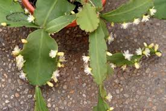Rhipsalis crispata Plant, 6" Potted Epiphytic Cactus, Curly Stems, USDA Zones 10-12