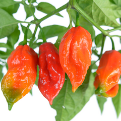 10+ Ghost Pepper Seeds | Bhut Jolokia | Extremely Hot Non-GMO Chili for Spicy Gardens & Containers | Heirloom Variety