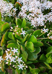 Jade Plant Cuttings - 2 Pack - Crassula ovata - Easy Care Succulent - Houseplant Propagation - 3-5" Unrooted Stems