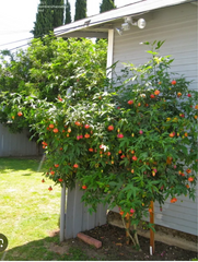 Tiger Eye Abutilon Starter Plant - Small Rooted Flowering Maple, Unique Orange Blooms, Houseplant or Patio, 4" Pot