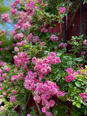 Peggy Martin Rose Cuttings - 5 Pack - 7-8" Thornless Climber - Disease Resistant - Spring/Fall Blooms - - Fast Grower