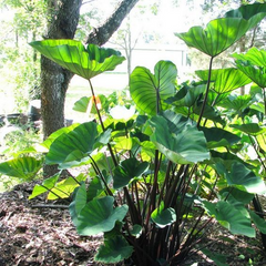 Colocasia esculenta Starter Plant, Elephant Ear, Tea Cup Variety, Small Rooted Plant